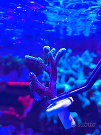 Seriatopora caliendrum