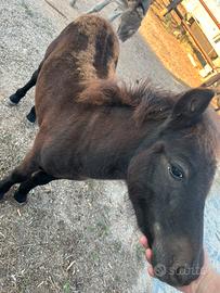 Pony