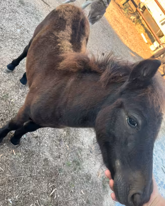 Pony
