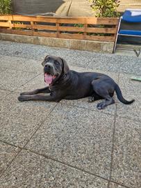 Cane corso femmina 6 mesi