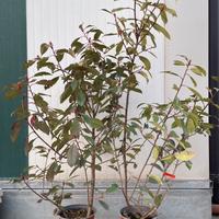 Photinia Red Robin vaso 18 h. 100 cm