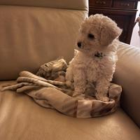 Barboncino Toy maschio