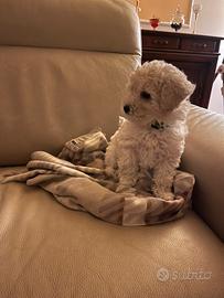 Barboncino Toy maschio