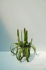 Epiphyllum anguliger. — cactus epifita ricadente