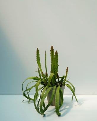 Epiphyllum anguliger. — cactus epifita ricadente