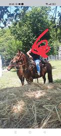 Cavallo