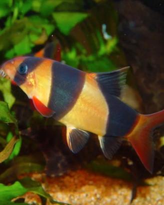 Botia pagliaccio e Blue red tail