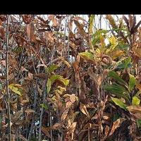 piante di castagne selvatica di 2-3 anni 