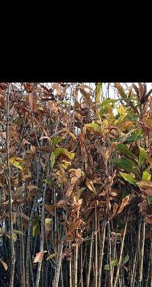 piante di castagne selvatica di 2-3 anni 