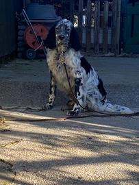 Setter inglese maschio 7 mesi