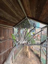 Parrocchetto dal collare