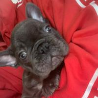 Bulldog Francese