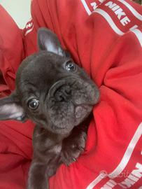 Bulldog Francese