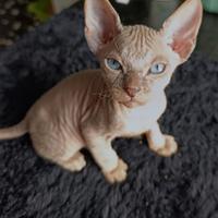 Sphynx maschio