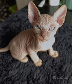 Sphynx maschio