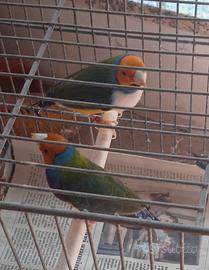 Diamanti di gould
