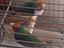 Immagine 1