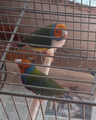 Diamanti di gould