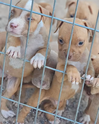Pitbull UKC