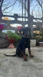 Cucciolo di dobermann