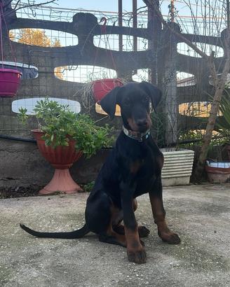 Cucciolo di dobermann
