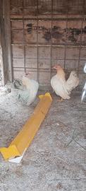 Galline ornamentali serama originali