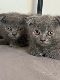 Cuccioli Scottish Fold e Straight blu