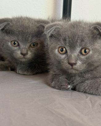 Cuccioli Scottish Fold e Straight blu