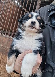 Australian shepherd