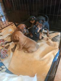 Disponibili 6 pincher 3 maschietti e 3 femmine ner