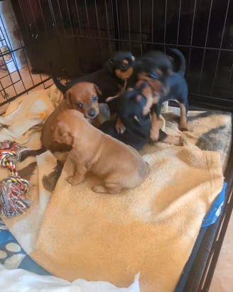 Disponibili 6 pincher 3 maschietti e 3 femmine ner