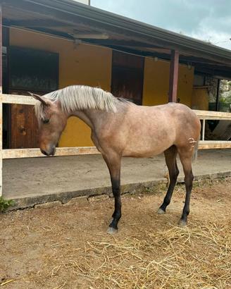 Puledro PRE