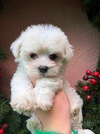 Maltipoo