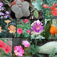 Semi Piante varie lista1