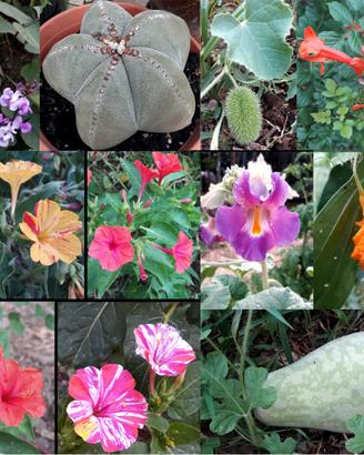 Semi Piante varie lista1