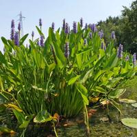 Piante per il laghetto diverse specie