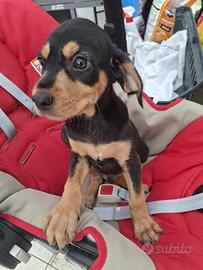 Cucciolotto di Beagle cocker