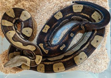 Boa constrictor motley e Pitoni brongersmai Ivory