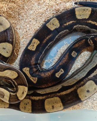 Boa constrictor motley e Pitoni brongersmai Ivory