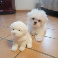 Cucciolo di razza maltese con pedigree enci