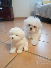 Cucciolo di razza maltese con pedigree enci