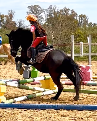 Pony salto ostacoli e scuola