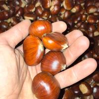 Castagne del gennargentu