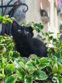 Gattino nero