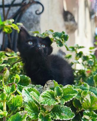 Gattino nero
