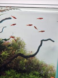 acquario (R EGALO BORARAS BRIGITTAE) 