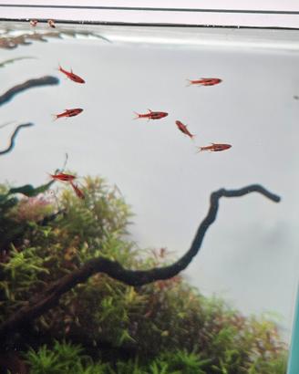 acquario (R EGALO BORARAS BRIGITTAE) 