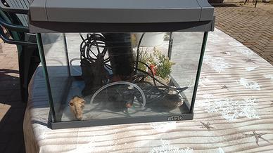 Acquario