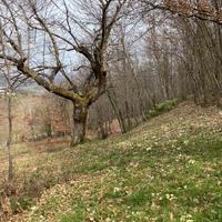 Terreno a Caprese Michelangelo