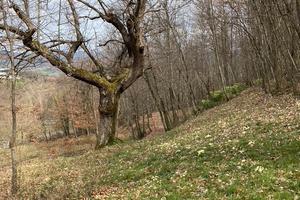 Terreno a Caprese Michelangelo